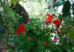 Fr%C3%BChlingserwachen+in+Winterthur